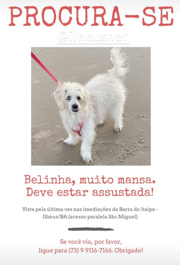Belinha cão desaparecido