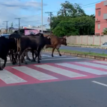vacas na pista zona sul ba 001