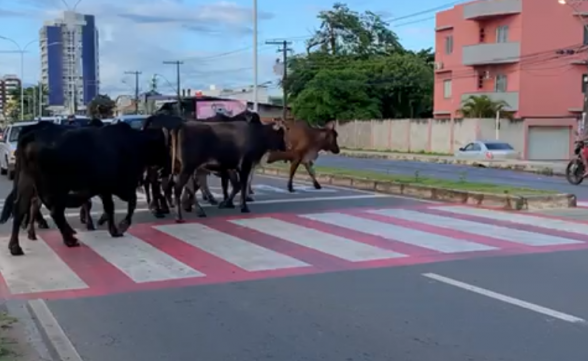 vacas na pista zona sul ba 001