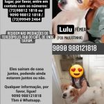 Cachorros perdidos Ilhéus