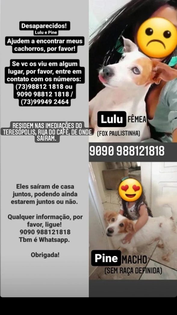 Cachorros perdidos Ilhéus