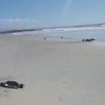 CAES-SAO-ENCONTRADOS-MORTOS-DENTRO-DE-SACOLAS-EM-PRAIA-DO-SAO-MIGUEL-capa