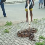 morador-de-ilheus-captura-cobra-na-beira-da-praia