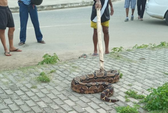morador-de-ilheus-captura-cobra-na-beira-da-praia