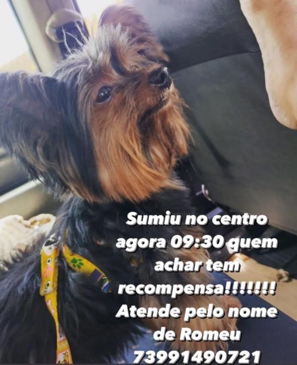 Cachorro desaparecido centro de Ilhéus