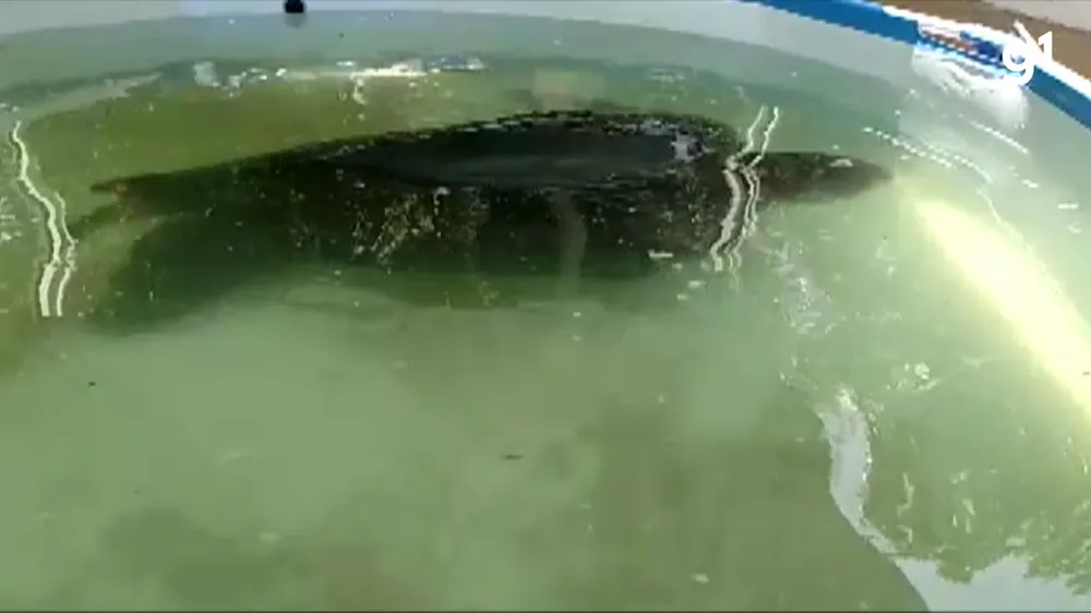 tartaruga sem nadadeiras em ilheus