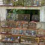 Animais em cativeiro