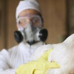 Gripe aviária H5N1