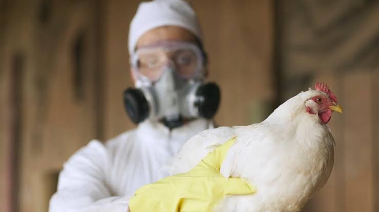 Gripe aviária H5N1
