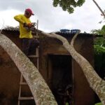 CORTE DE ARVORE SERVIÇOS URBANOS CHUVA QUEDA DE ARVORE