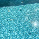PEIXES-AMANHECEM-MORTOS-NAS-PISCINAS-DA-VILA-JUNINA-EM-ILHEUS-2