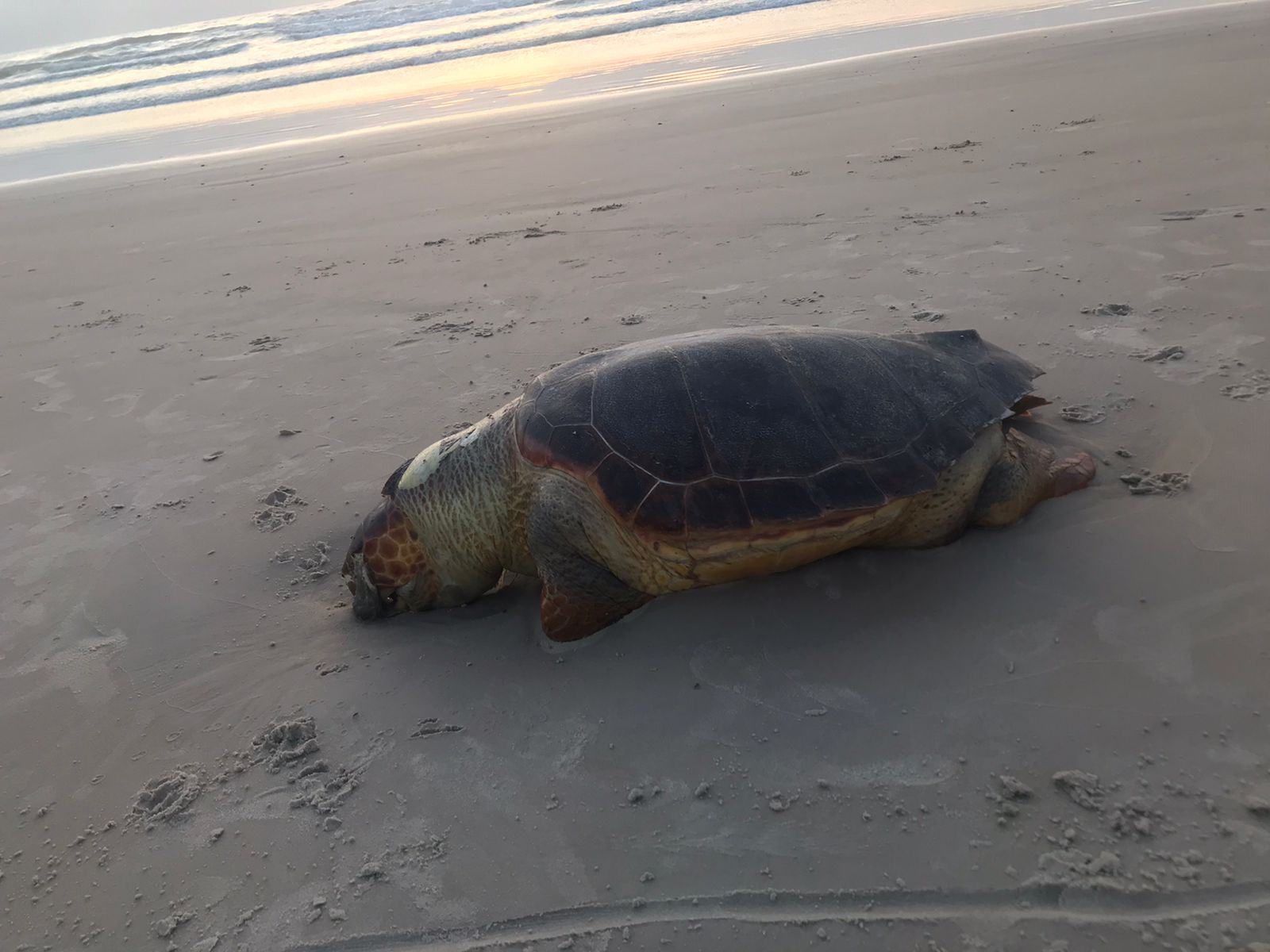Tartaruga morta jardim atlântico