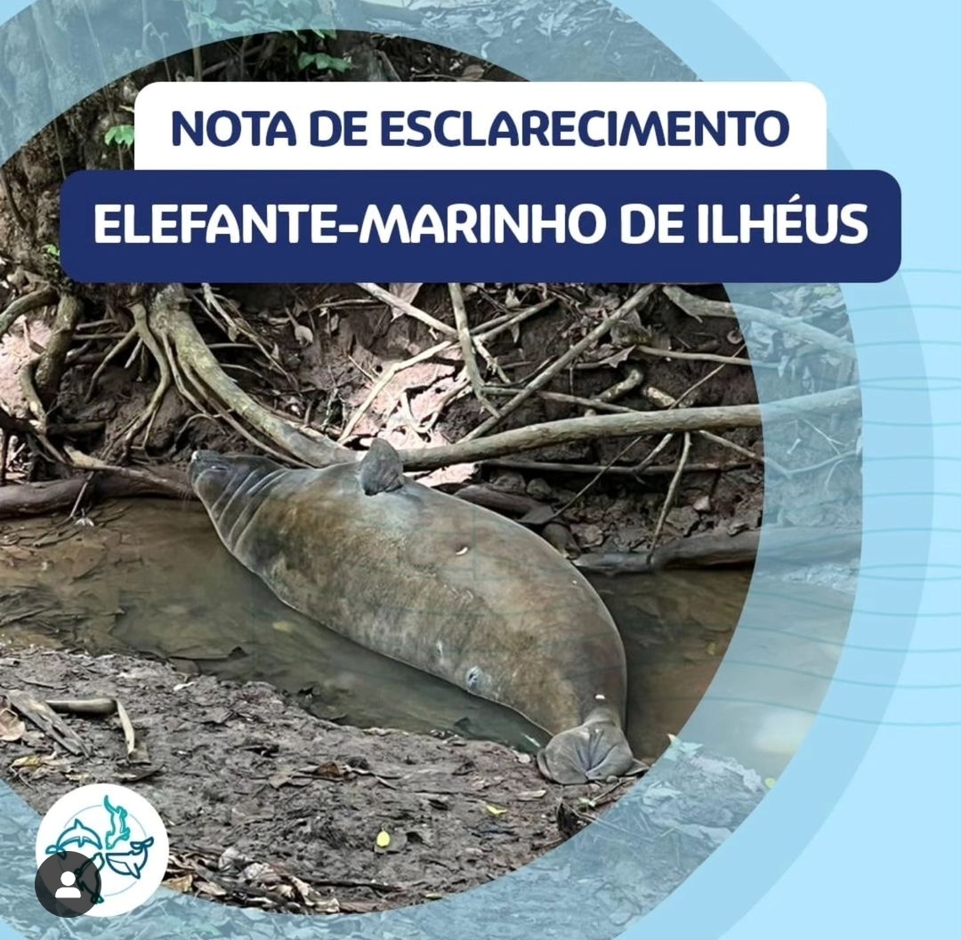 Elefante - marinho