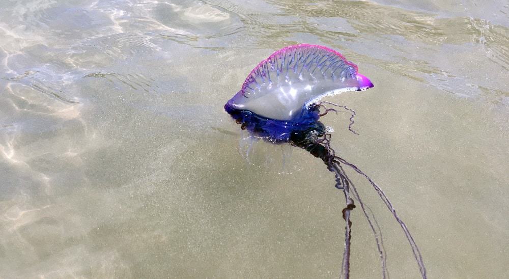 agua viva