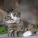 Cadastro Nacional de Animais de Estimação