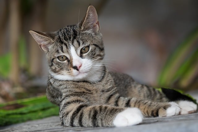 Cadastro Nacional de Animais de Estimação