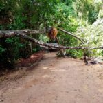 Árvore caída estrada de lagoa encantada