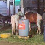 Cavalos e equinos nas ruas soltos