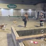 Ataque ao tá na mira imprensa praça do al